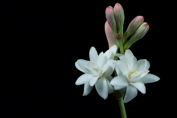 Fiore di nardo (fonte: https://it.aleteia.org/)